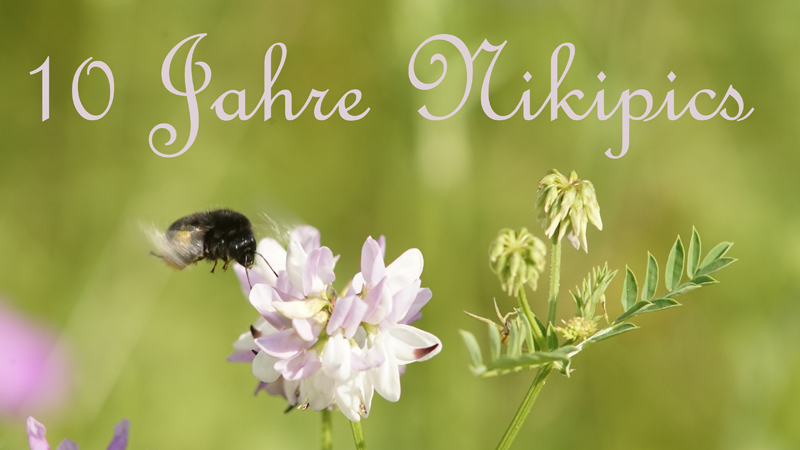 Zehn Jahre Nikipics