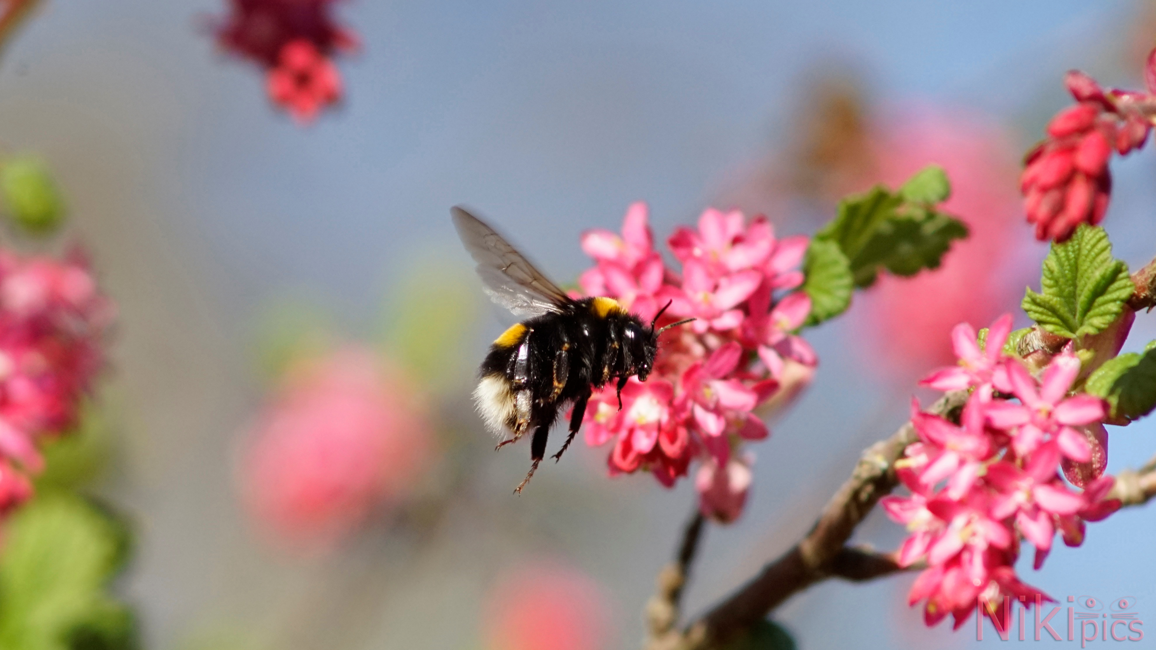  Hummel auf dem Weg zur Arbeit
