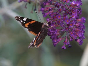 Admiral auf lila Sommerflieder