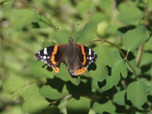 Admiral auf grünen Blättern