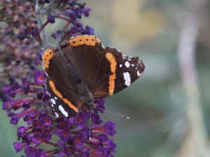 Admiral am Sommerflieder