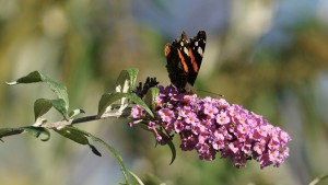 Admiral auf Sommerflieder