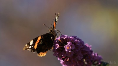  Insekten 
