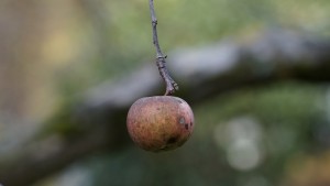 Apfel im Dezember Apfel im Dezember