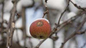 Dezember-Apfel Dezember-Apfel