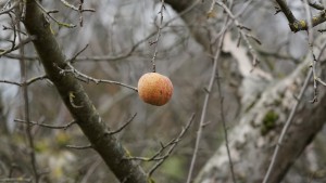Der letzte Apfel Der letzte Apfel