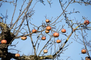 Die letzten Äpfel