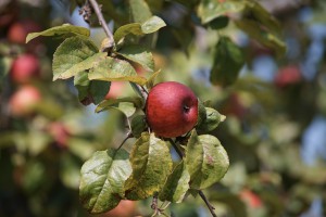 Feuerroter Apfel Feuerroter Apfel