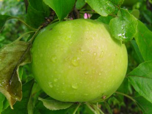 Frischer Apfel Frischer Apfel