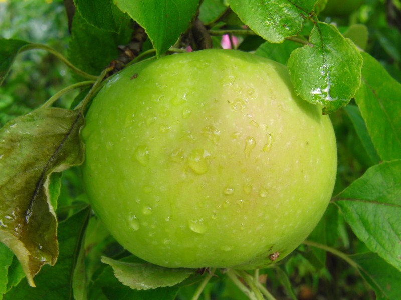 Frischer Apfel 