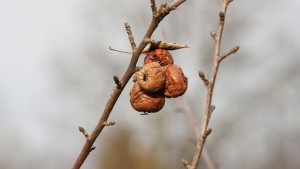Futter für die letzten Insekten Futter für die letzten Insekten