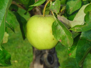 Grüner Apfel mit Blätter