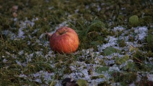 Kalter Apfel Kalter Apfel