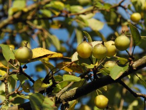  Kleine Wildäpfel
