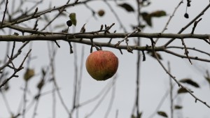 Letzter rot gelber Apfel Letzter rot gelber Apfel