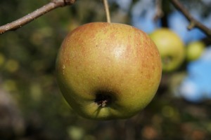 Reifer schöner Apfel Reifer schöner Apfel