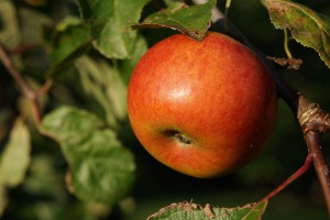 Reifer Apfel im September Reifer Apfel im September