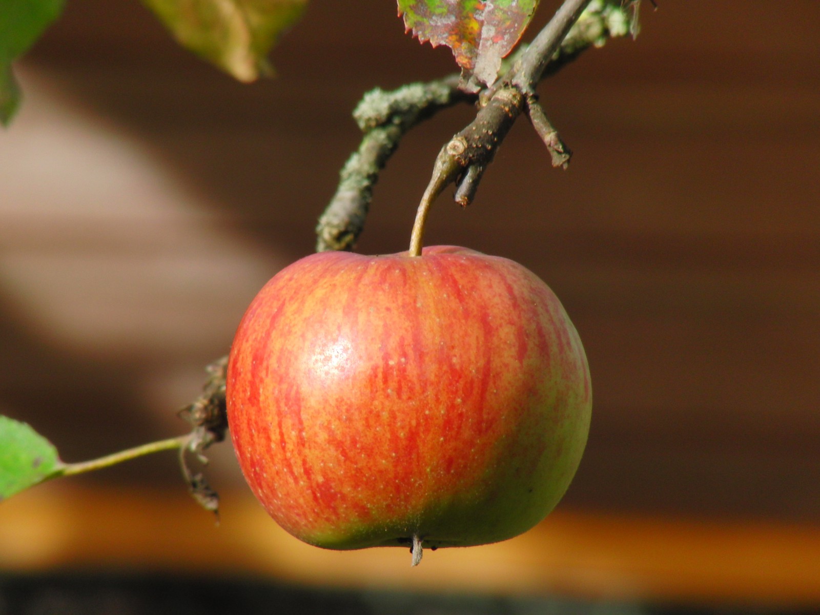 Verlockender Apfel  Verlockender Apfel