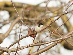 Wintersnack Wintersnack