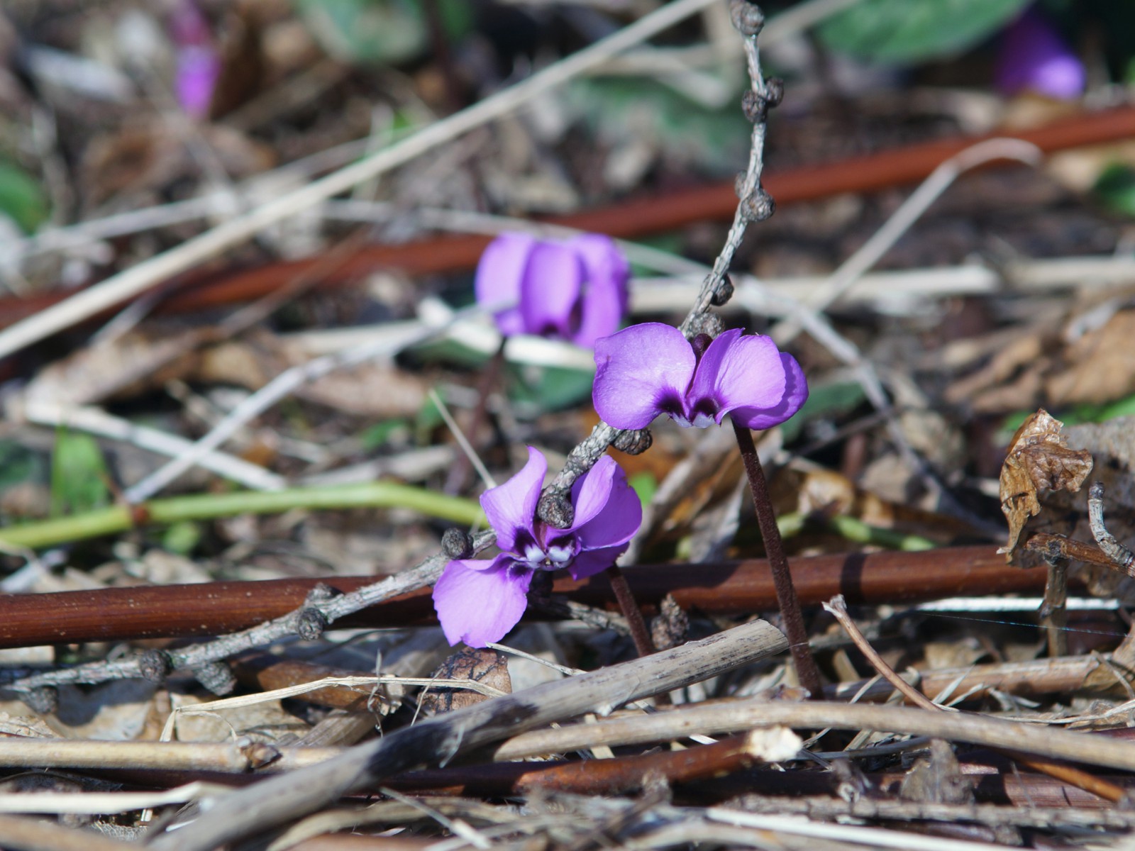 Zwei Alpenveilchen blicken in die Frühlingssonne Zwei Alpenveilchen blicken in die Frühlingssonne