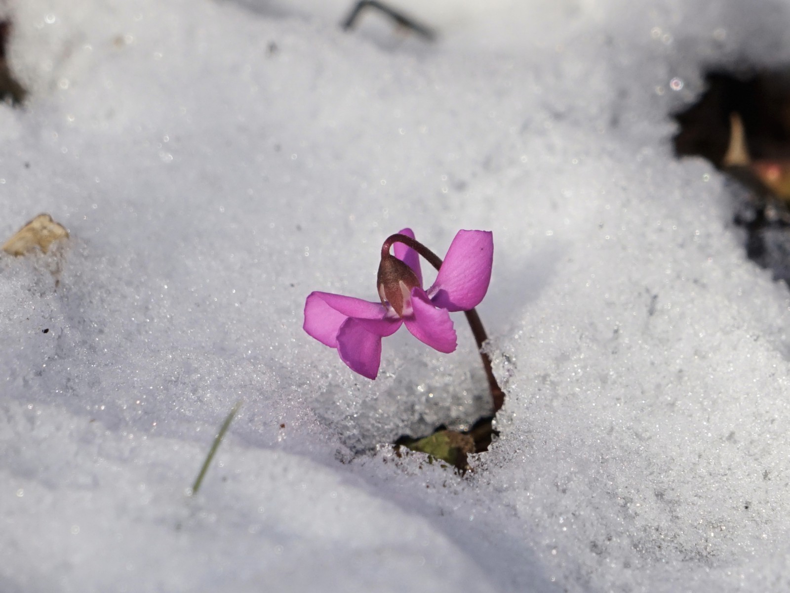 Alpenveichen blüht im Schnee Alpenveichen blüht im Schnee