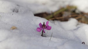 Alpenveichen erwachen Alpenveichen erwachen