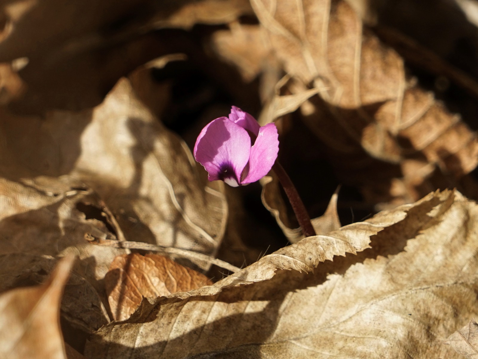 Alpenveichen im Laub Alpenveichen im Laub