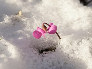 Alpenveichen strahlt im Schnee Alpenveichen strahlt im Schnee