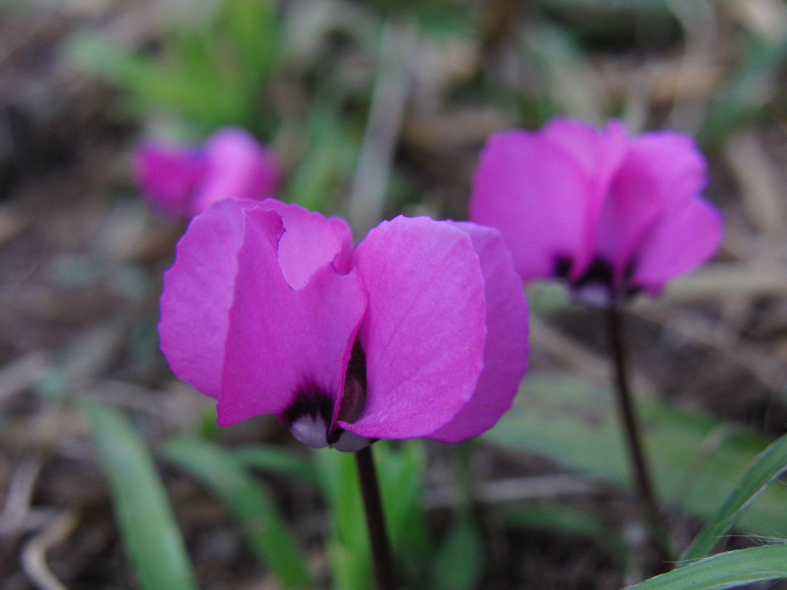 Alpenveilchen  Alpenveilchen