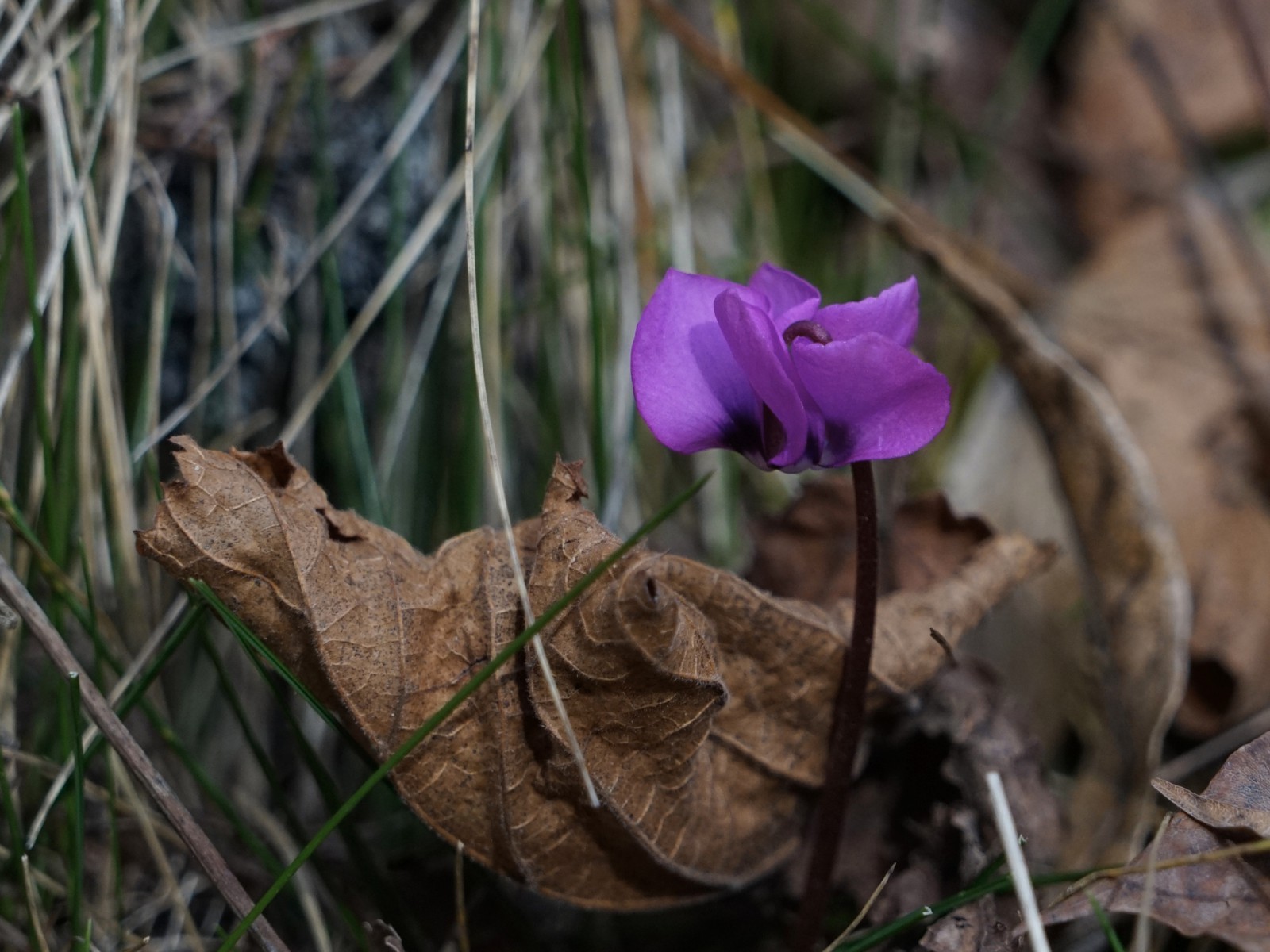 Alpenveilchen aus dem Winterschlaf erwacht Alpenveilchen aus dem Winterschlaf erwacht