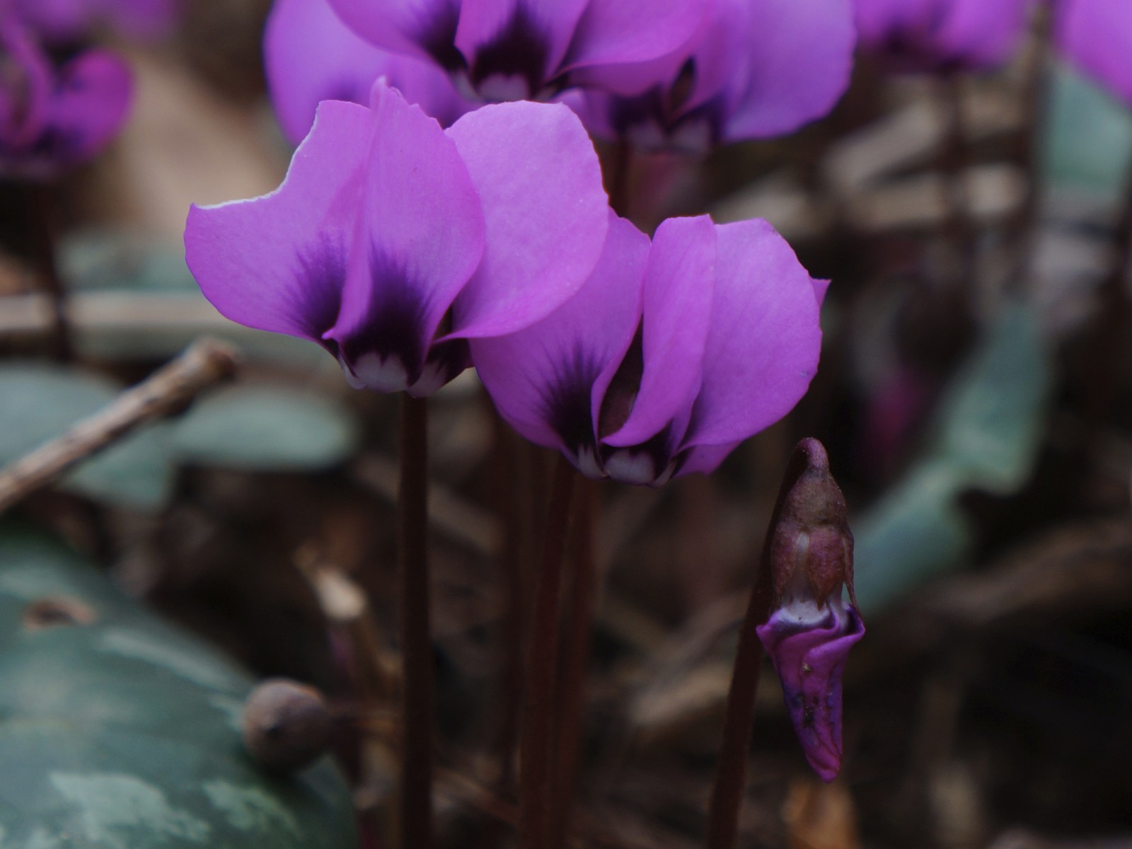 Alpenveilchen Blüte und und Knospe Alpenveilchen Blüte und und Knospe