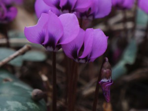 Alpenveilchen Blüte und und Knospe Alpenveilchen Blüte und und Knospe