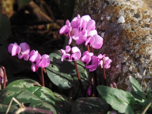 Alpenveilchen im Garten Alpenveilchen im Garten