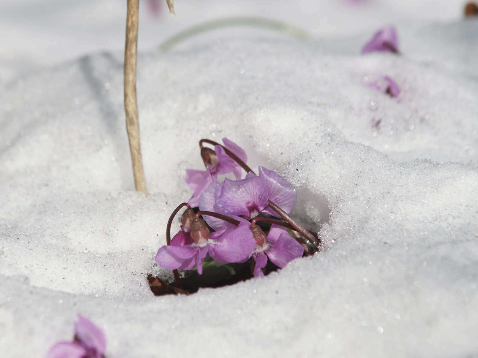 Alpenveilchen im Schnee Alpenveilchen im Schnee