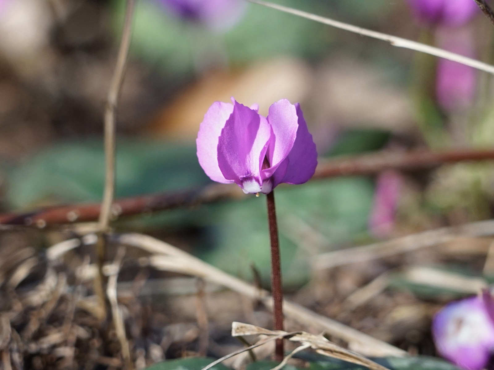 Alpenveilchen in der Februarsonne Alpenveilchen in der Februarsonne