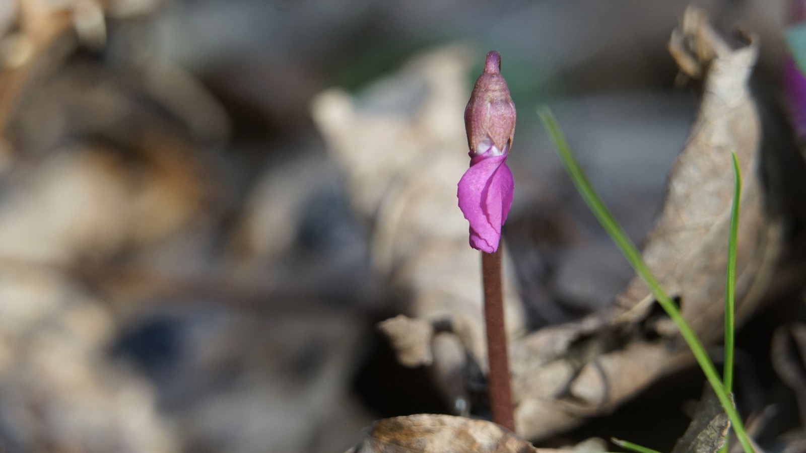 Alpenveilchen-Knospe Alpenveilchen-Knospe