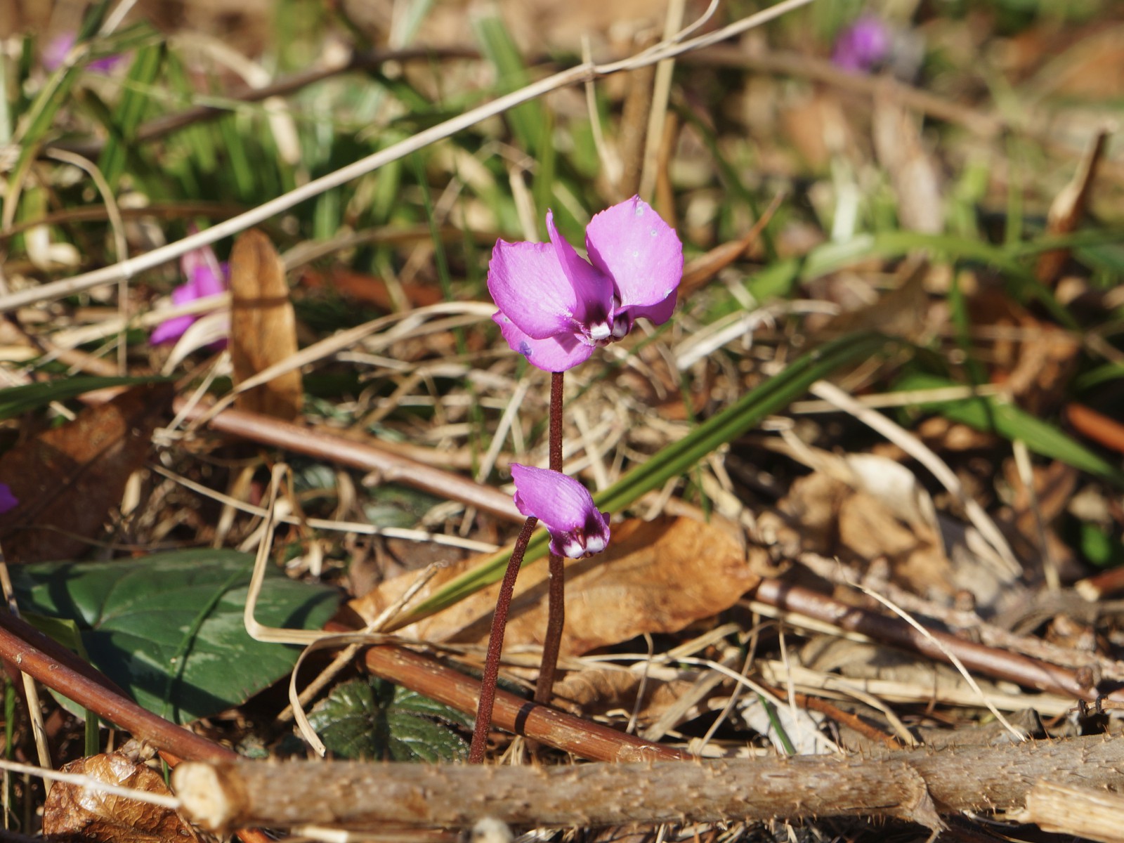 Alpenveilchen Pärchen Alpenveilchen Pärchen