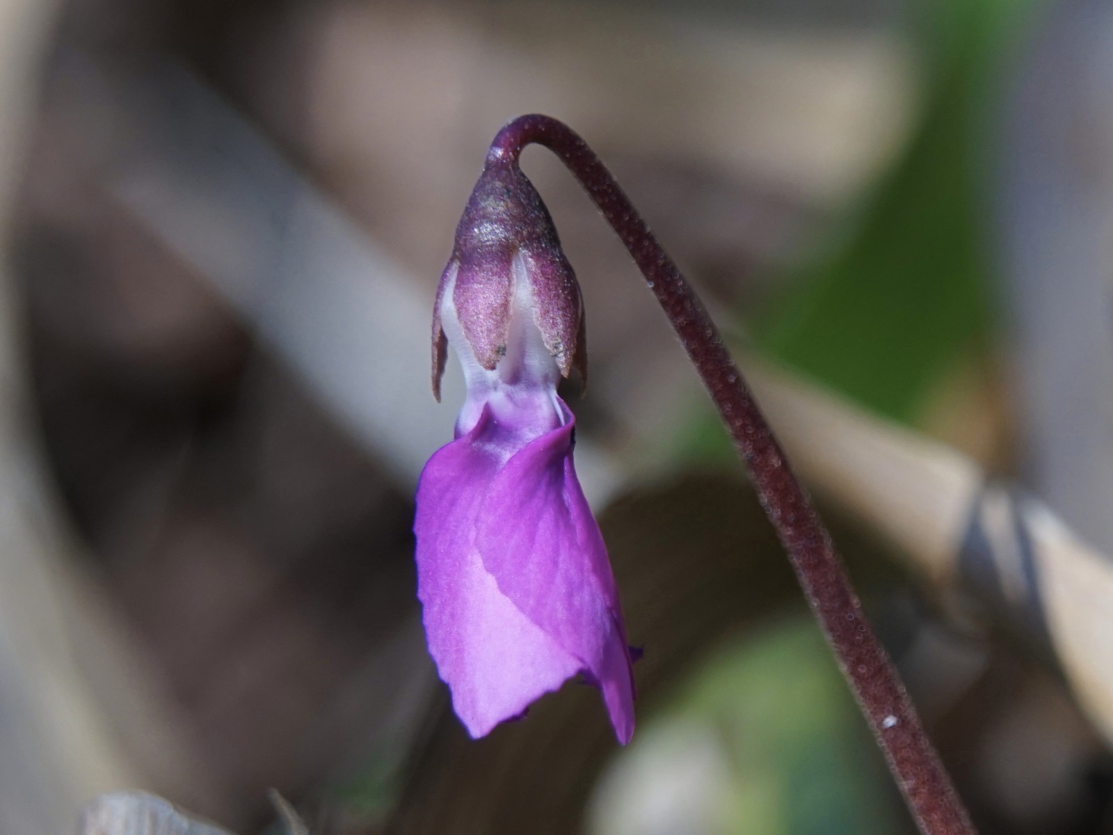 Alpenveilchen vorm Aufblühen Alpenveilchen vorm Aufblühen