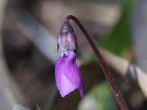 Alpenveilchen vorm Aufblühen Alpenveilchen vorm Aufblühen