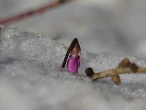 Alpenveilchenkonspe im Schnee Alpenveilchenkonspe im Schnee