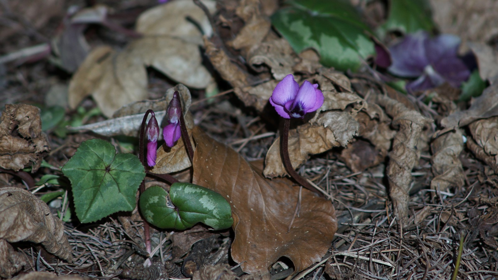 Aufblühen der Alpenveilchen Aufblühen der Alpenveilchen