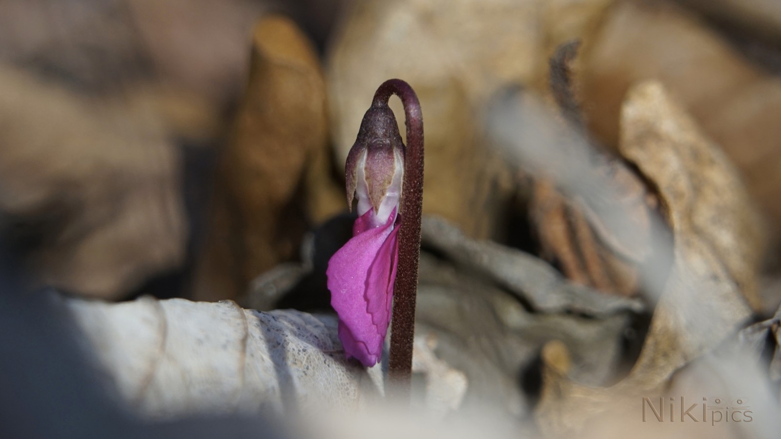 Aufbruch in den Vorfrühling Aufbruch in den Vorfrühling