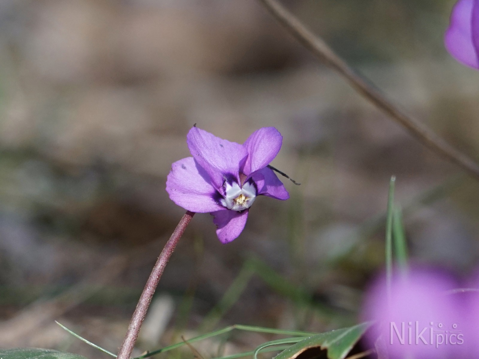 Brita die Vorlaute Brita die Vorlaute