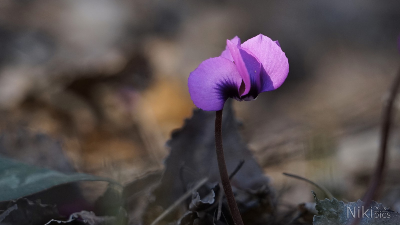 Cyclamen europaeum  Cyclamen europaeum