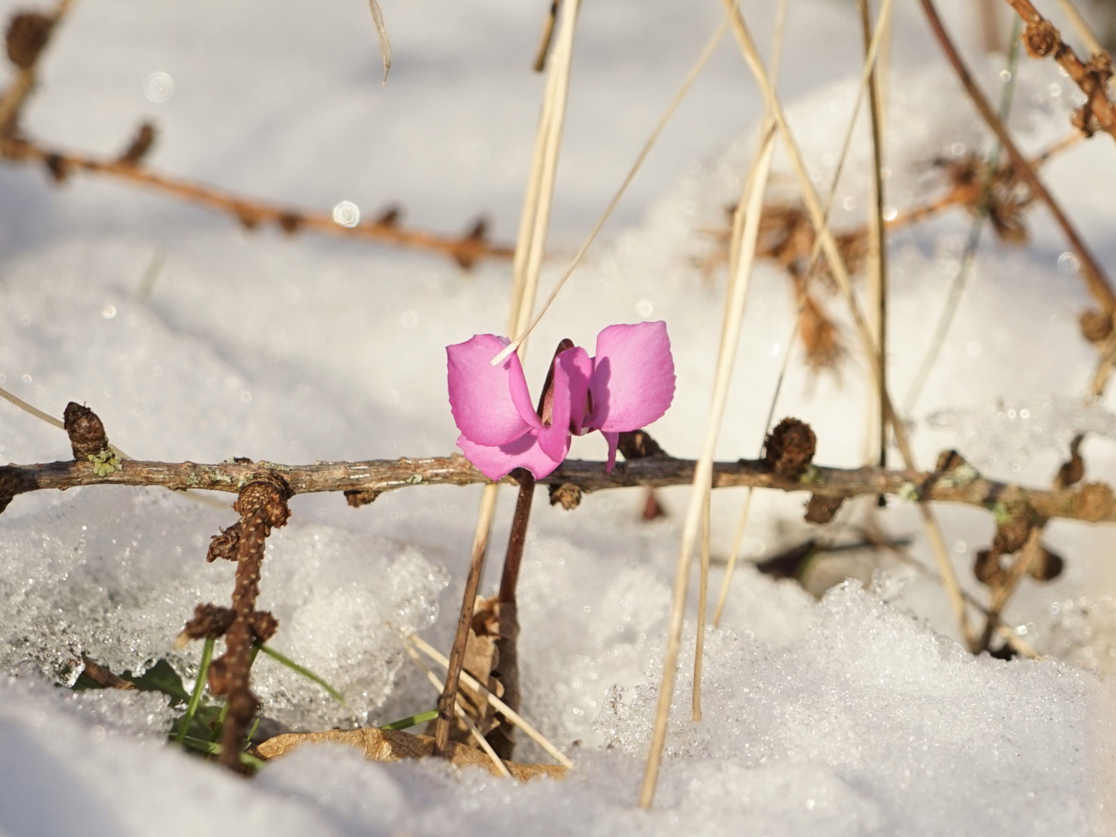 Der Winter weicht Der Winter weicht