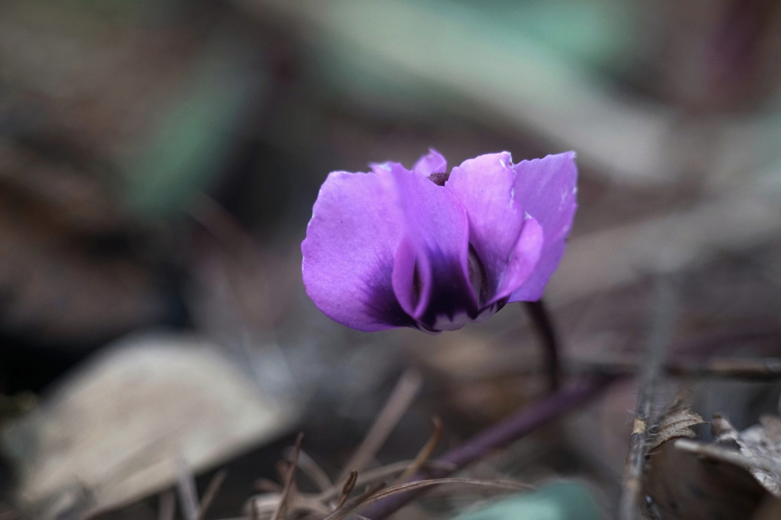 Trau mich mal raus Trau mich mal raus