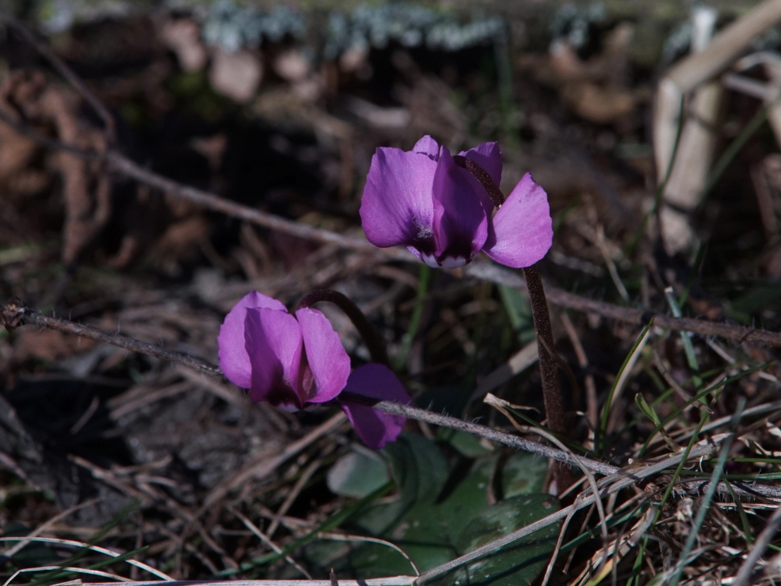 Duo wilder Alphenveichen Duo wilder Alphenveichen