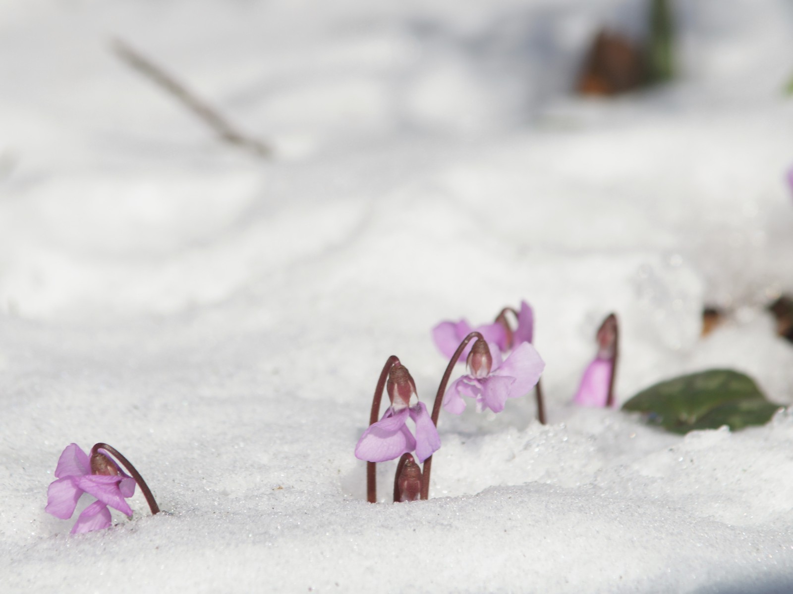 Erste Alpenveilchen im Schnee Erste Alpenveilchen im Schnee
