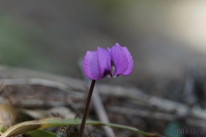 Erste Farben im Unterholz Erste Farben im Unterholz