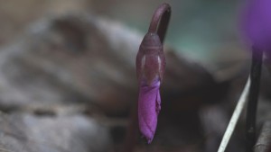 Erstes erwachen der Alpenveilchen Erstes erwachen der Alpenveilchen